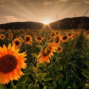 Meet your Posher, Vee